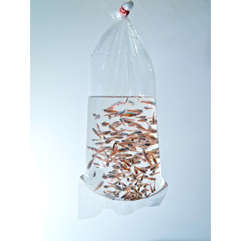 Fish transport bags (round bottom seam)250mmx550mmx0,08mm(100 units)