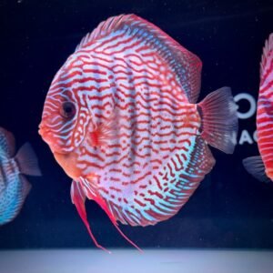 Red Turquesa x Red Spotted Green (15-16 cm) - Image 1