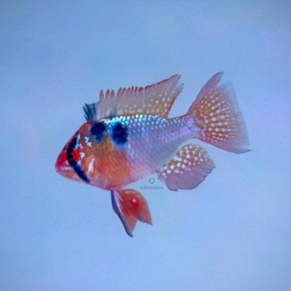Ramirezi(3cm)