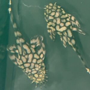 Ancistrus L519 Kiefner ll (3-4 cm) - Image 1