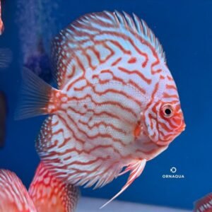 Disco Altum Flora (10 cm) - Image 1