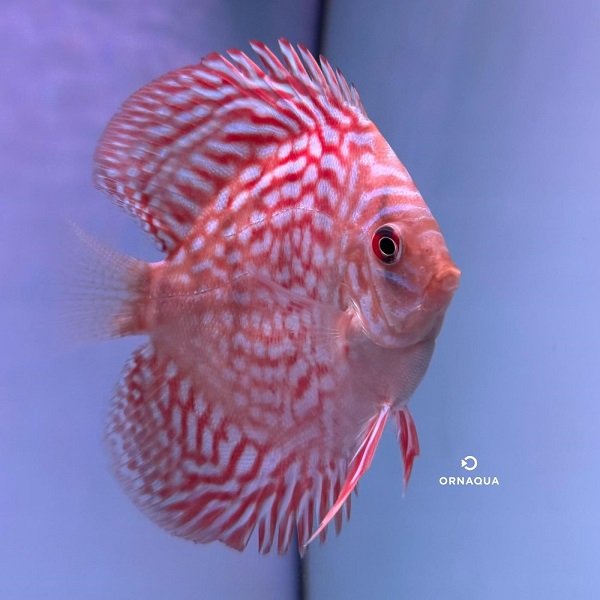 Disco Altum Flora (7 cm)