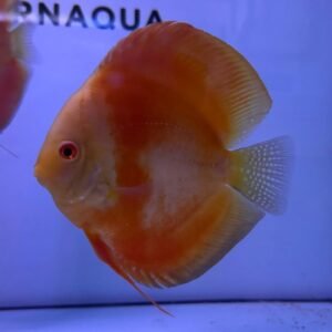 Disco Aten (14-15 cm) - Image 1
