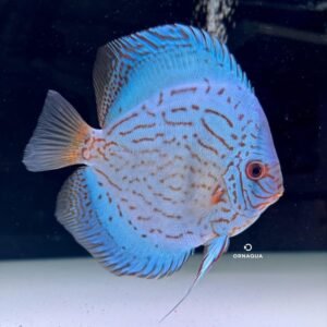 Disco Cobalto (14-15 cm) - Image 1