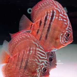 Disco Heckel Cross (11-12 cm) - Imagen 1
