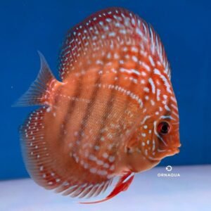 Disco Jacarecapa "F4" (10 cm) - Imagen 1