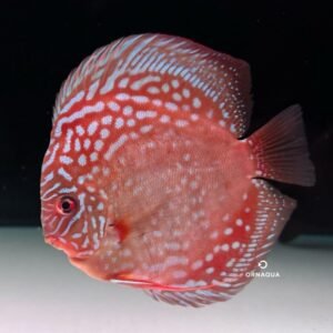 Disco Jacarecapa "F4" (15-16 cm) - Image 1
