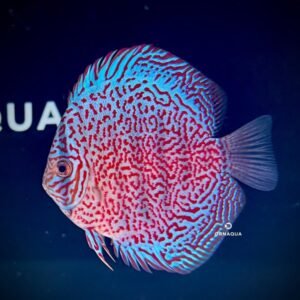 Disco Panthera (10-11 cm) - Image 1