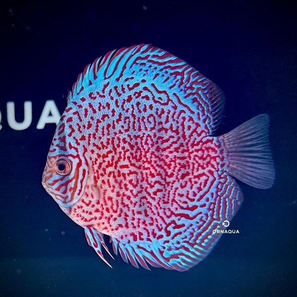 Disco Panthera (10-11 cm)