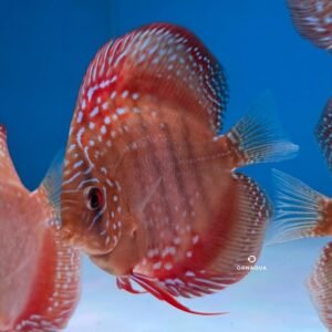 Disco Red Batata "F4" (10 cm) - Image 1