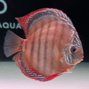 Disco Red Batata F4 (15-16 cm) - Imagen 1