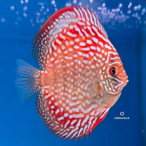 RoyalFlora(10cm)