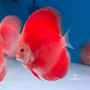 Disco Royal Red Ruby (10cm) - Imagen 1