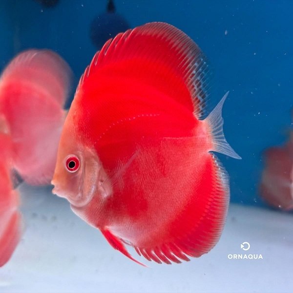 RoyalRedRuby(10cm)