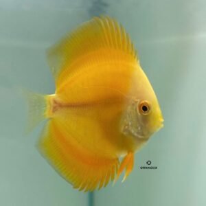 Disco Yellow Diamond (7 cm) - Image 1