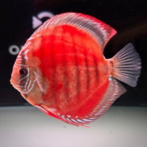 Disco Super Red Batata "f4" (13-14 cm) - Imagen 1
