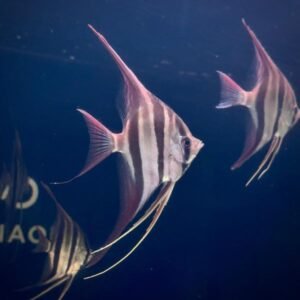 Altum Orinoco (Wild) - Imagen 1