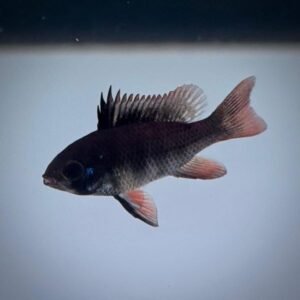 Ramirezi Black (3 cm) - Imagen 1