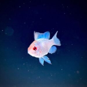 Ramirezi Electric Blue (3 cm) - Imagen 1