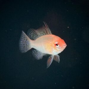 Ramirezi Gold (3 cm) - Image 1