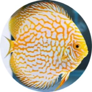 Disco Golden Pigeon (9-10 cm) - Imagen 1
