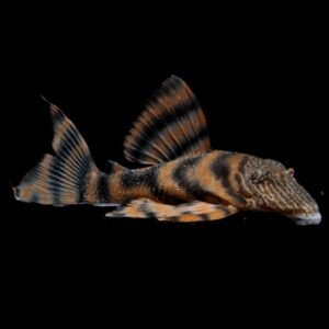 Panaqolus sp. L-397 (4 cm) - Image 1