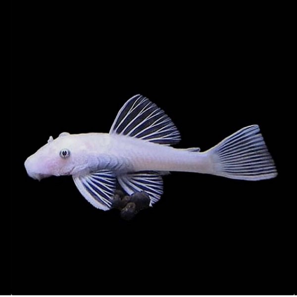 Ancistrus Snow White (3 cm)