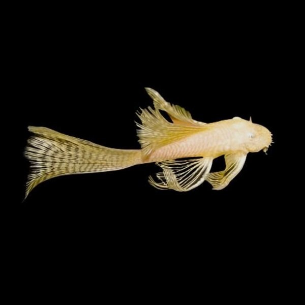 Ancistrus Albino Long Fin (5 cm)
